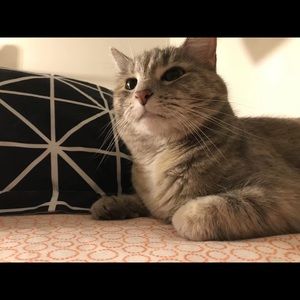 Meet your Posher, Boxi